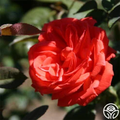 Tropicana 7 Tropicana -Heirloom Roses tropicana 3 2