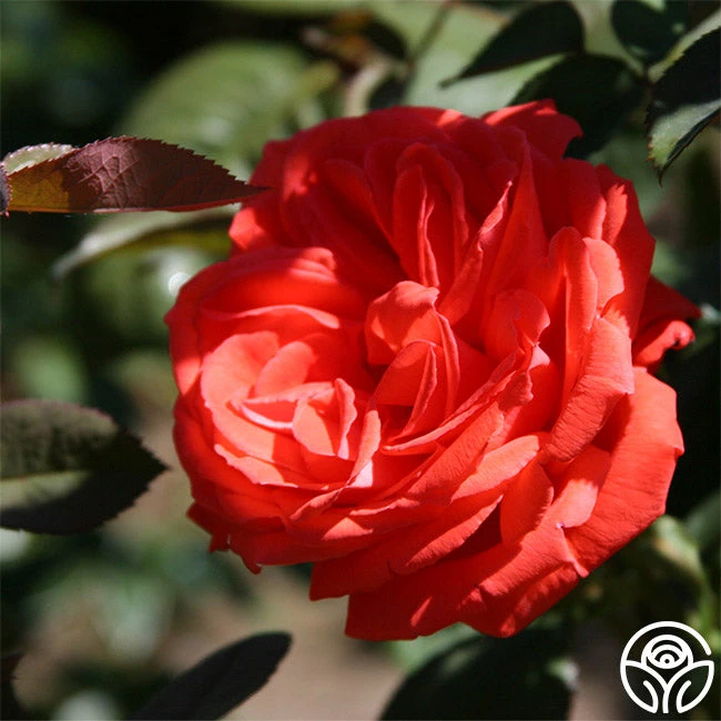 Tropicana 5 Tropicana - Image 3