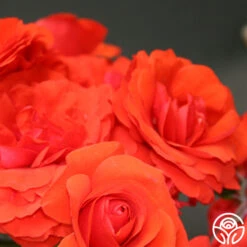 Trumpeter 7 Trumpeter -Heirloom Roses trumpeter 1