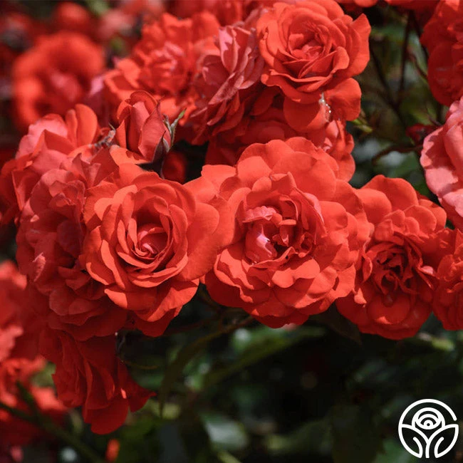 Trumpeter 3 Trumpeter