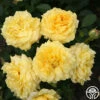 Sunbelt® Tupelo Honey™ -Heirloom Roses tupelo honey 1 8