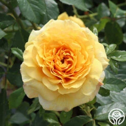 Sunbelt® Tupelo Honey™ -Heirloom Roses tupelo honey 3 1 1