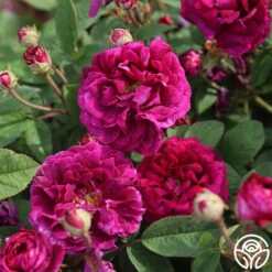 Tuscany Superb 13 Tuscany Superb -Heirloom Roses tuscany superb 1