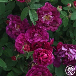 Tuscany Superb 12 Tuscany Superb -Heirloom Roses tuscany superb 2 5