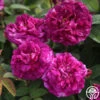 Tuscany Superb 1 Tuscany Superb -Heirloom Roses tuscany superb 3 1 1
