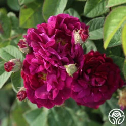 Tuscany Superb 11 Tuscany Superb -Heirloom Roses tuscany superb 4 2