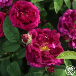 Tuscany Superb 10 Tuscany Superb -Heirloom Roses tuscany superb 5