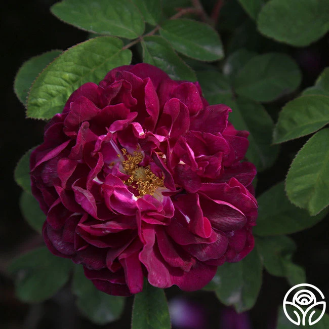 Tuscany Superb 4 Tuscany Superb - Image 2