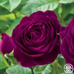 Twilight Zone -Heirloom Roses twilight zone 1