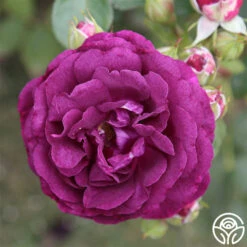 Twilight Zone -Heirloom Roses twilight zone 3