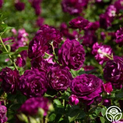Twilight Zone -Heirloom Roses twilight zone 7