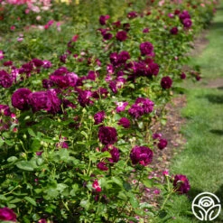 Twilight Zone -Heirloom Roses twilight zone 8 5