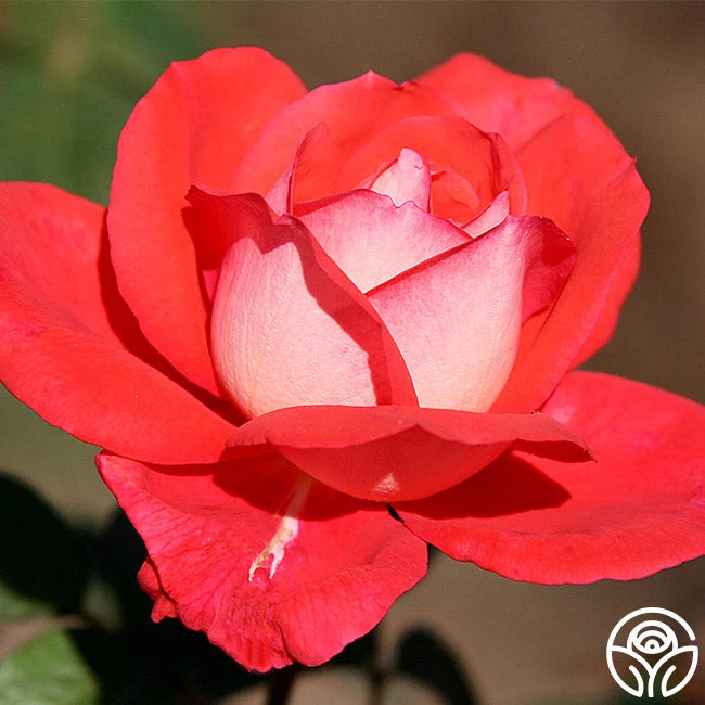 Typhoo Tea 3 Typhoo Tea