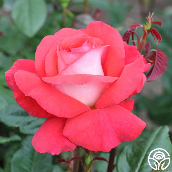 Typhoo Tea 4 Typhoo Tea - Image 2