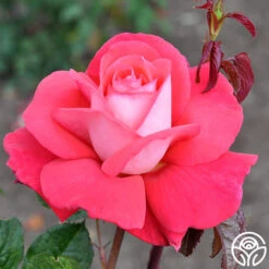 Typhoo Tea 11 Typhoo Tea -Heirloom Roses typhoo tea 3 1