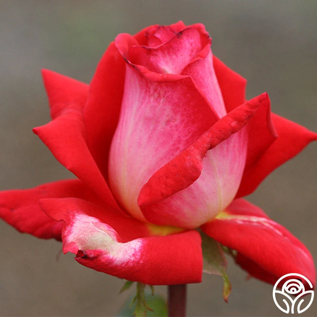 Typhoo Tea 5 Typhoo Tea - Image 3