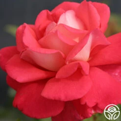 Typhoo Tea 12 Typhoo Tea -Heirloom Roses typhoo tea 6