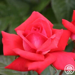 Typhoo Tea 13 Typhoo Tea -Heirloom Roses typhoo tea 7