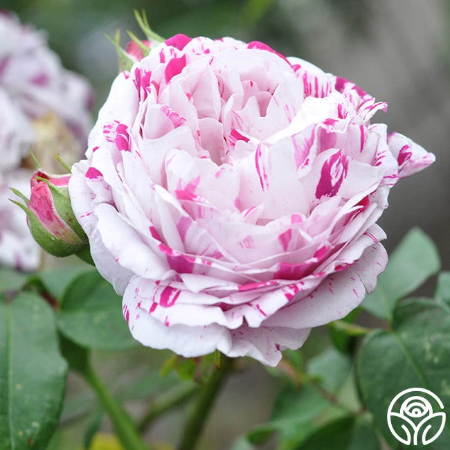 Variegata Di Bologna 3 Variegata Di Bologna - Image 2