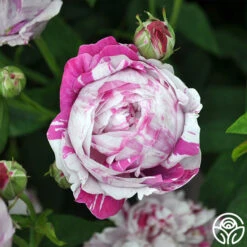 Variegata Di Bologna 12 Variegata Di Bologna -Heirloom Roses variegata di bologna 2 1 1