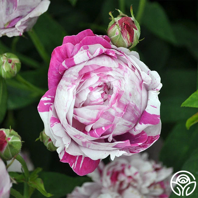 Variegata Di Bologna 6 Variegata Di Bologna - Image 5