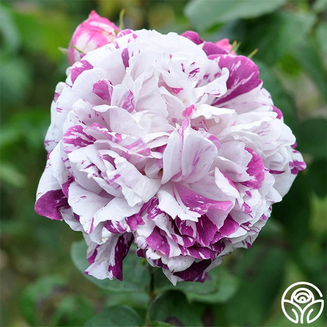 Variegata Di Bologna 5 Variegata Di Bologna - Image 4