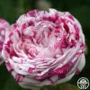 Variegata Di Bologna -Heirloom Roses variegata di bologna 4