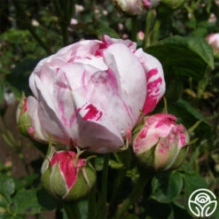 Variegata Di Bologna 14 Variegata Di Bologna -Heirloom Roses variegata di bologna 6