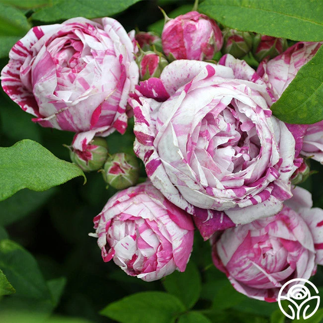 Variegata Di Bologna 4 Variegata Di Bologna - Image 3