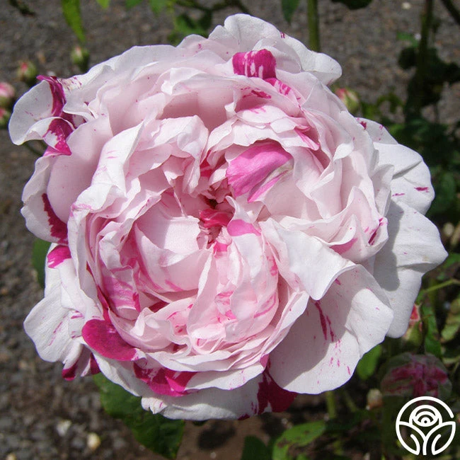 Variegata Di Bologna 7 Variegata Di Bologna - Image 6