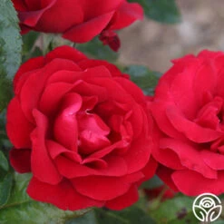 Velvet Abundance™ -Heirloom Roses velvet abundence logo 03