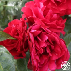 Velvet Abundance™ -Heirloom Roses velvet abundence logo 04