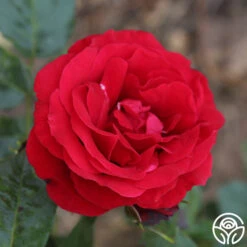 Velvet Abundance™ -Heirloom Roses velvet abundence logo 05