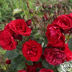 Velvet Abundance™ -Heirloom Roses velvet abundence logo 06