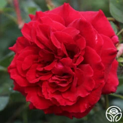 Velvet Fragrance 7 Velvet Fragrance -Heirloom Roses velvet fragrance 1 1