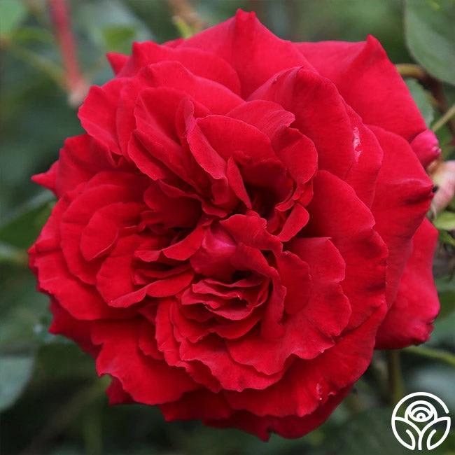 Velvet Fragrance 5 Velvet Fragrance - Image 3