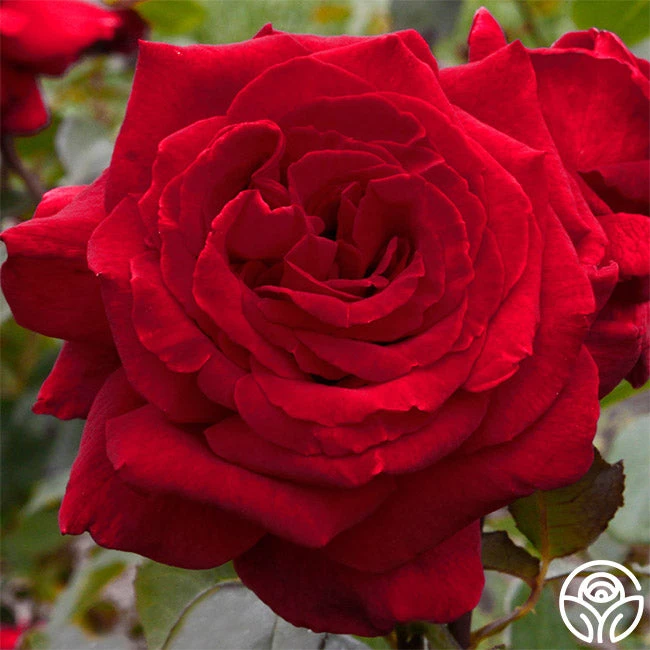 Velvet Fragrance 4 Velvet Fragrance - Image 2