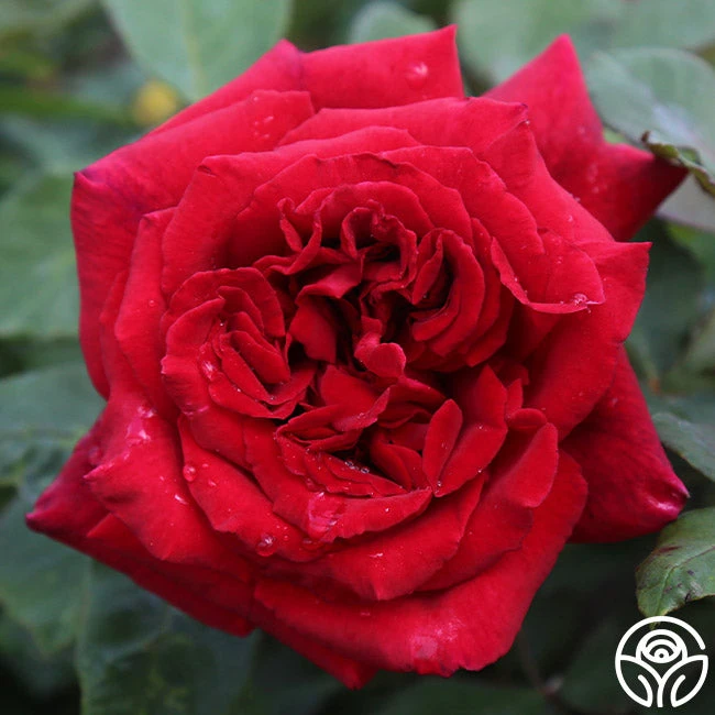 Velvet Fragrance 3 Velvet Fragrance