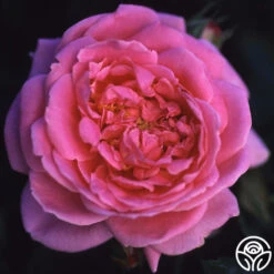 Viking Queen 7 Viking Queen -Heirloom Roses viking queen logo 03