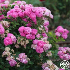 Vineyard Song 12 Vineyard Song -Heirloom Roses vineyard song 2 4