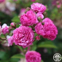 Vineyard Song 13 Vineyard Song -Heirloom Roses vineyard song 3 4