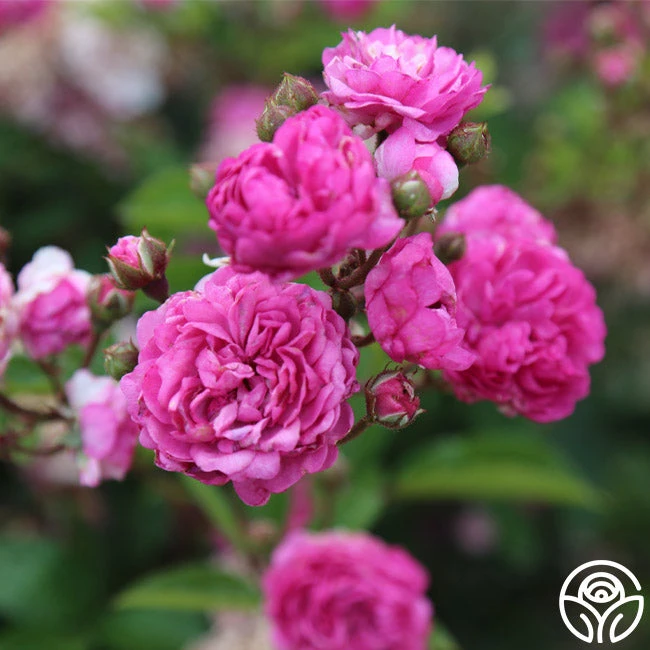 Vineyard Song 6 Vineyard Song - Image 4