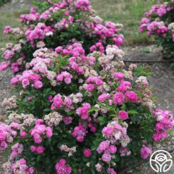 Vineyard Song 14 Vineyard Song -Heirloom Roses vineyard song 4 4