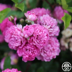 Vineyard Song 15 Vineyard Song -Heirloom Roses vineyard song 5