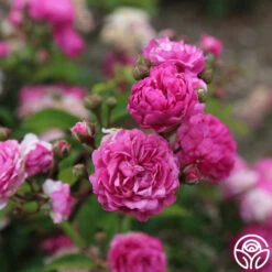 Vineyard Song 16 Vineyard Song -Heirloom Roses vineyard song 6