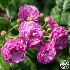 Vineyard Song 17 Vineyard Song -Heirloom Roses vineyard song 8