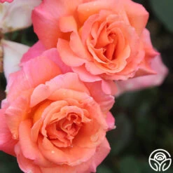Voodoo™ 9 Voodoo™ -Heirloom Roses voodoo 3 8