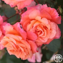 Voodoo™ 10 Voodoo™ -Heirloom Roses voodoo 4 8