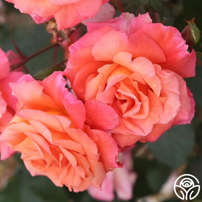 Voodoo™ 6 Voodoo™ - Image 4