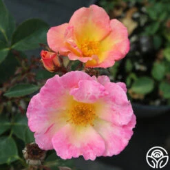 Watercolors Home Run® -Heirloom Roses watercolor homerun 1